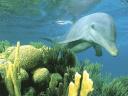 תמונת רקע דולפין