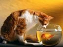 תמונת רקע חתול ודג