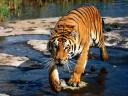 תמונת רקע tigers