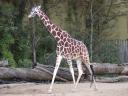 תמונת רקע giraffe