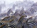 תמונת רקע Zebras