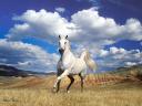 תמונת רקע סוס לבן
