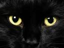 תמונת רקע פרצוף של חתול שחור