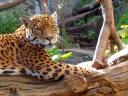 תמונת רקע Jaguar Panthera