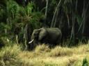 תמונת רקע פיל בג'ונגל