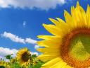 תמונת רקע Sunflower