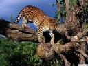 רקעים נמר Leopard