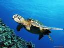 תמונת רקע Green Sea Turtle