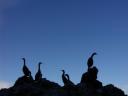 תמונת רקע Cormorants at dusk