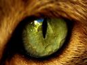 רקעים עין חתול