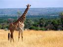 תמונת רקע ג'ירפה - Giraffe