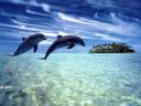 רקעים דולפינים