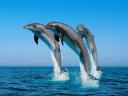 תמונת רקע dolphins