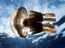 תמונת רקע jellyfish hawaii