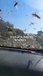 ארגנטינה: הרבה ארבה פלשו אמש למחוז קורדובה....