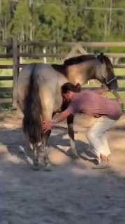 רכישת אמון של סוס 🐎...