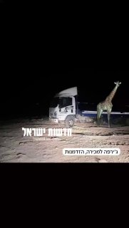 אחרי שהבריחו קופים ונמרים, בדואי מהנגב מציע ג'ירפה למכירה
...