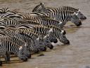 זברות Zebras