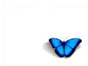 bluebutterfly