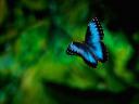 רקעים bluebutterfly