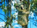 רקעים Koala