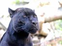 פנתר שחור Panther