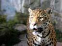 Jaguar Panthera