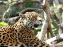 Jaguar Panthera
