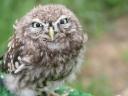 Eurasian Little Owl - Athena N