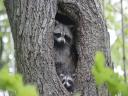 Raccoons in Hiding