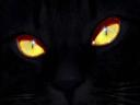 עיני חתול שחור