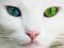 עיניים צבעוניות לחתול