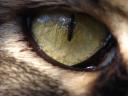 עין חתול