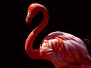 pink_flamingo