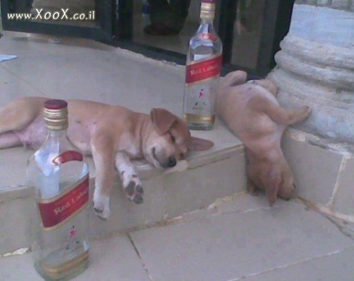 כלבים שיכורים