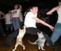 תמונות מצחיקות ריקוד החתול