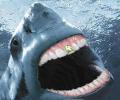 תמונות מצחיקות כריש גרוזיני