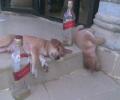 תמונות מצחיקות כלבים שיכורים