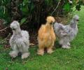 תמונות מצחיקות תרנגולי משי סיניות