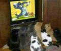 תמונות מצחיקות הסיבה שהחתולים שונאים עכברים